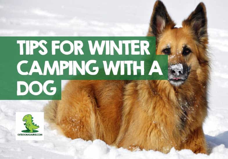 Winter Camping with a Dog 12 Tips to be PupPrepared!